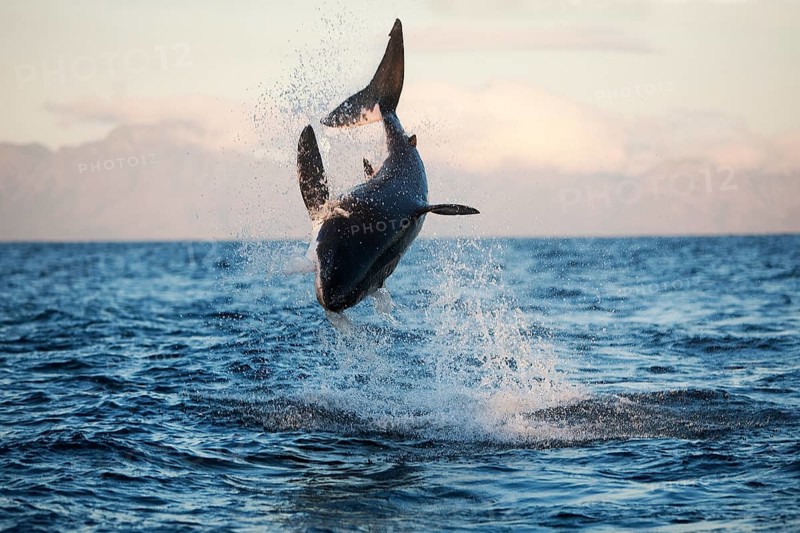 Great white shark