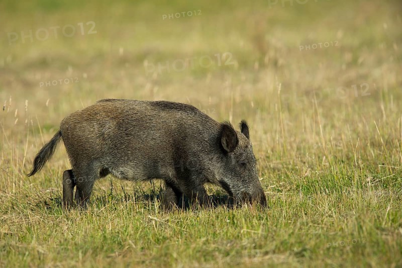 Wild Boar