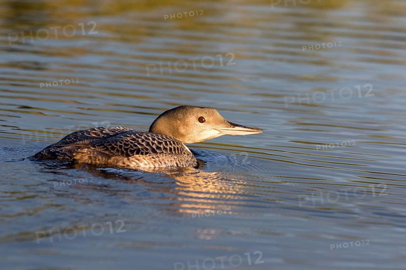 Great Northern Loon