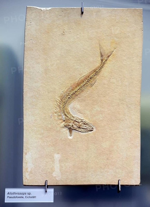 Fossilisation of a pseudo trout
