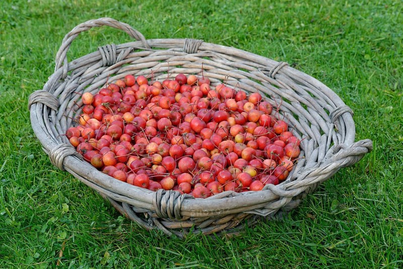 Fruits of the European crab apple