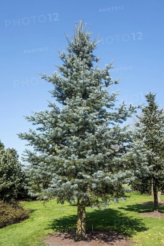 Blue Cloak Colorado white fir