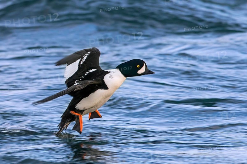Barrow's goldeneye