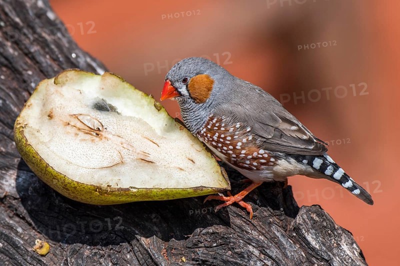 Zebra finch