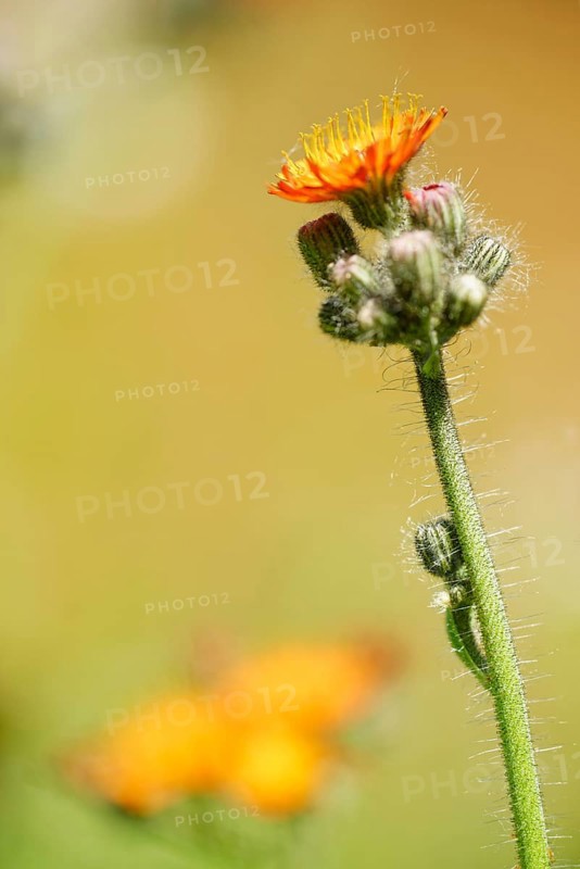 Fox and cubs