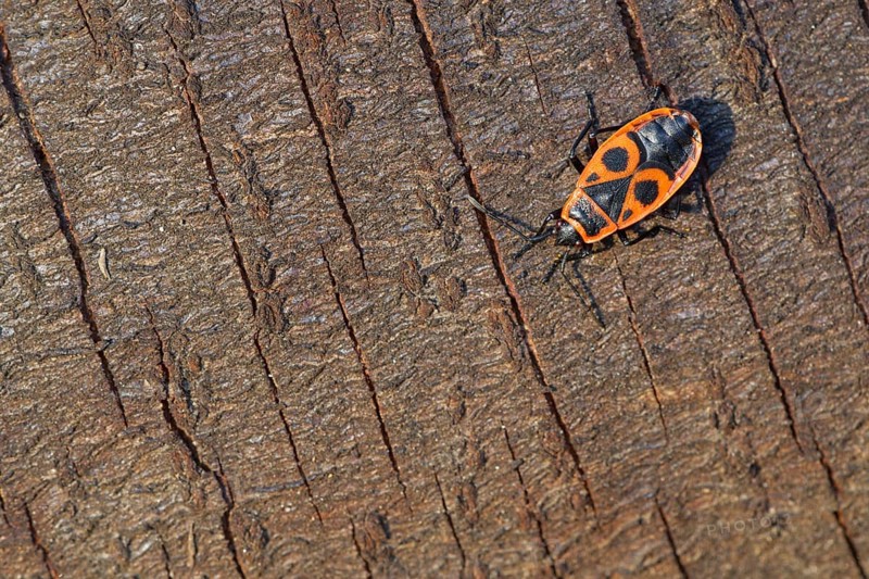Fire bug
