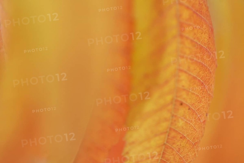 Staghorn sumac