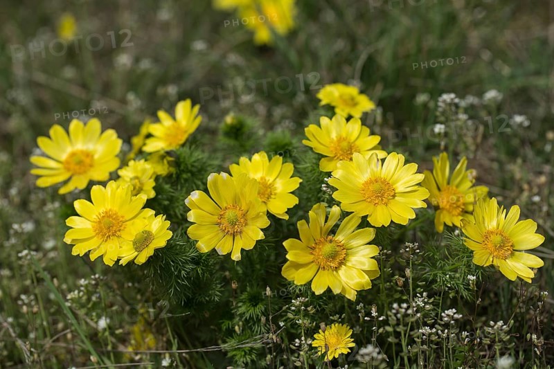 Spring pheasant's eye
