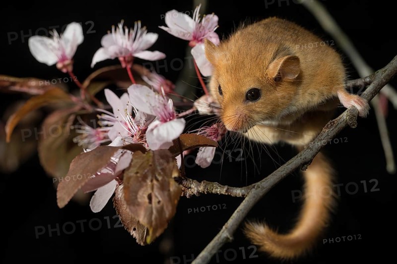 Hazel Dormouse