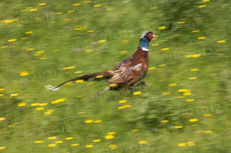 Common Pheasant