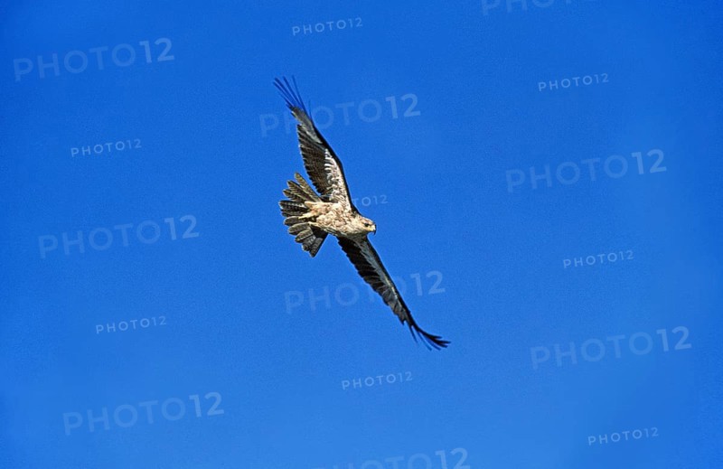 Tawny Eagle