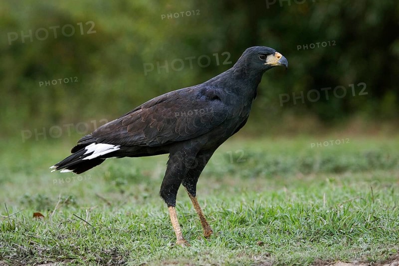 Greater Black Hawk