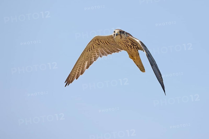Saker falcon