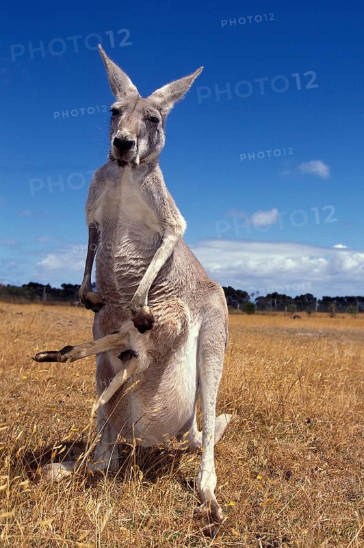 Red Kangaroo