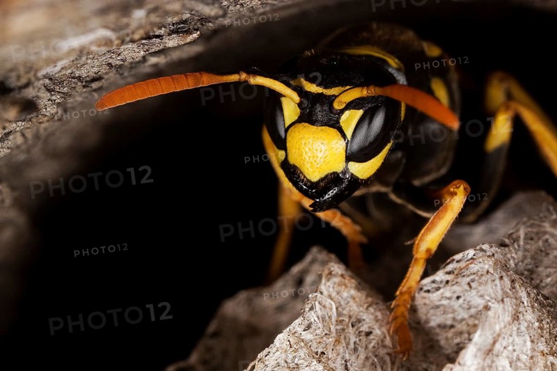 Common Wasp