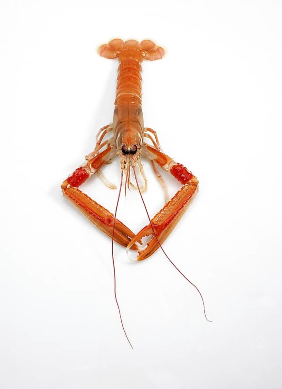 Dublin Bay Prawn