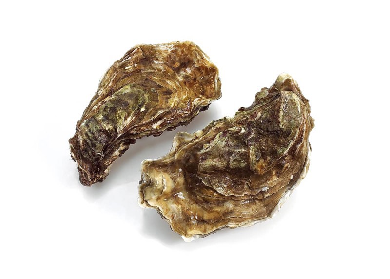 FRENCH EASTER MARENNES D'OLERON ostrea edulis BEFORE WHITE BACKGROUND