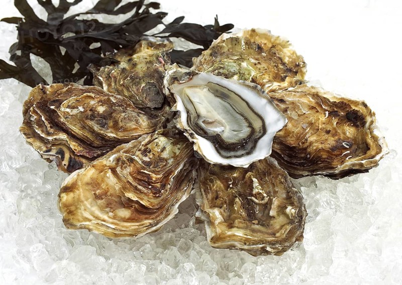 FRENCH AUSTRIA MARENNES D'OLERON ostrea edulis ON ICE