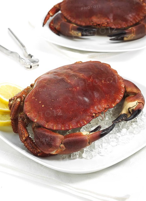 Edible crab