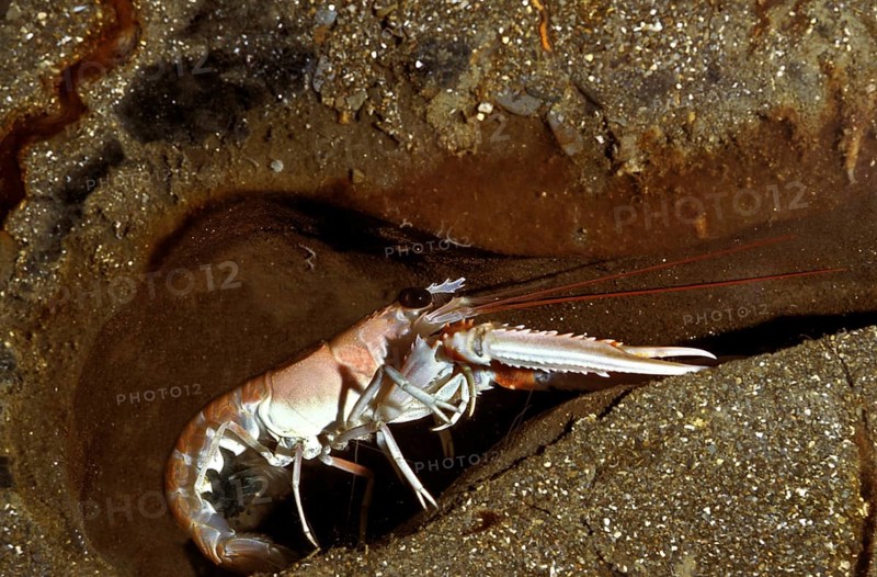 Norway Lobster
