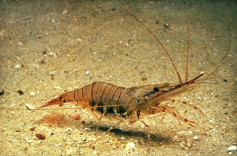 Common Palaemon sp.