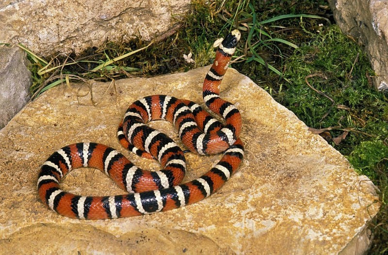 SONORAN Arizona mountain kingsnake