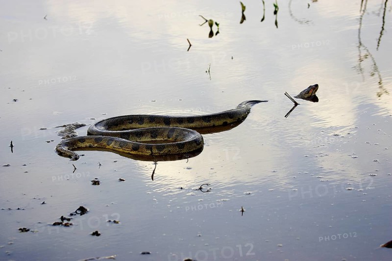 Green common anaconda