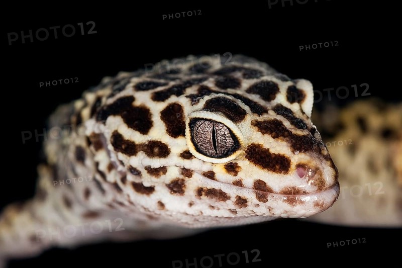 LEOPARD Leopard gecko
