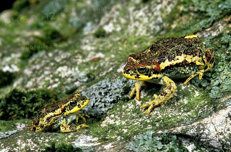 Crossbill bufo rubropunctatus