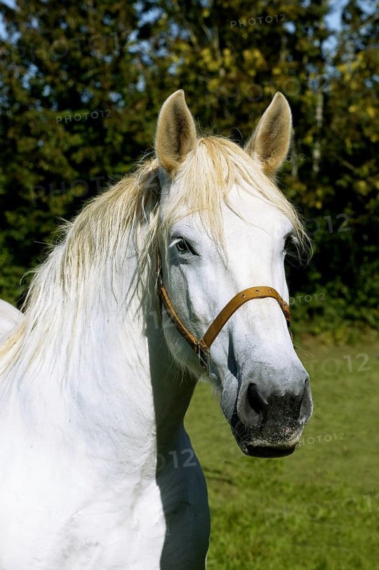 PERCHERON HORSE