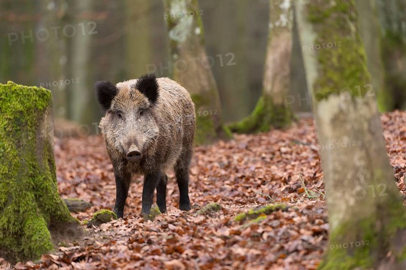 Wild Boar