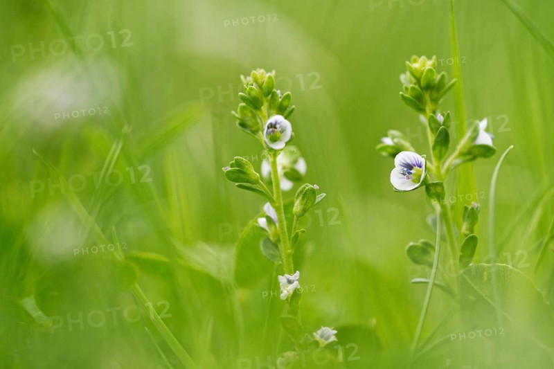 Rock speedwell