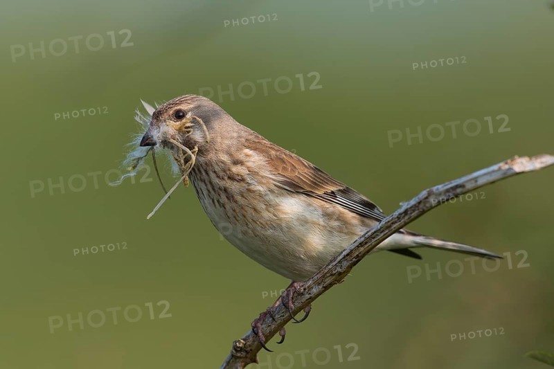 Linnet