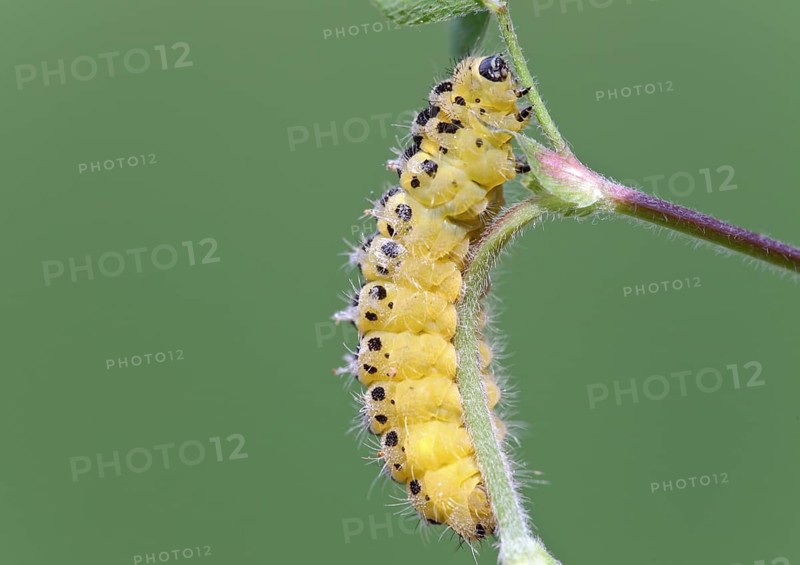 Six-spotted woad