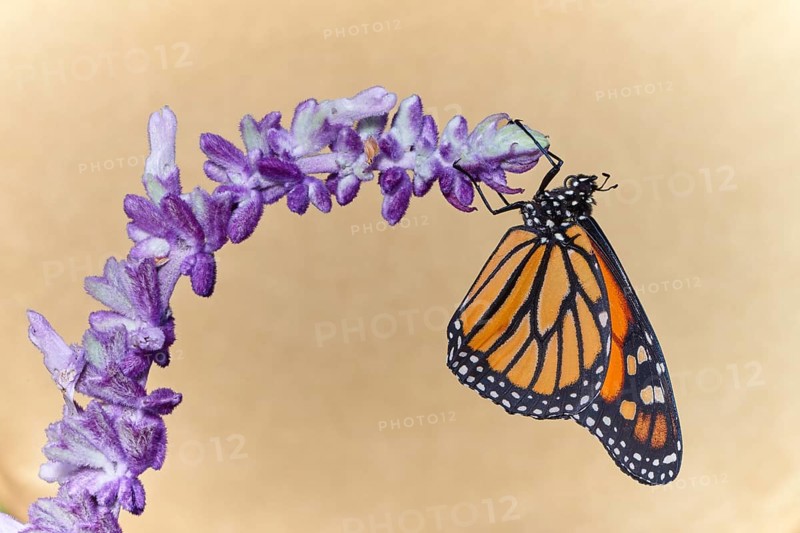Monarch butterfly