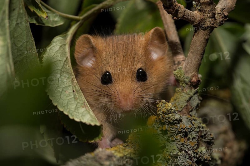 Hazel dormouse