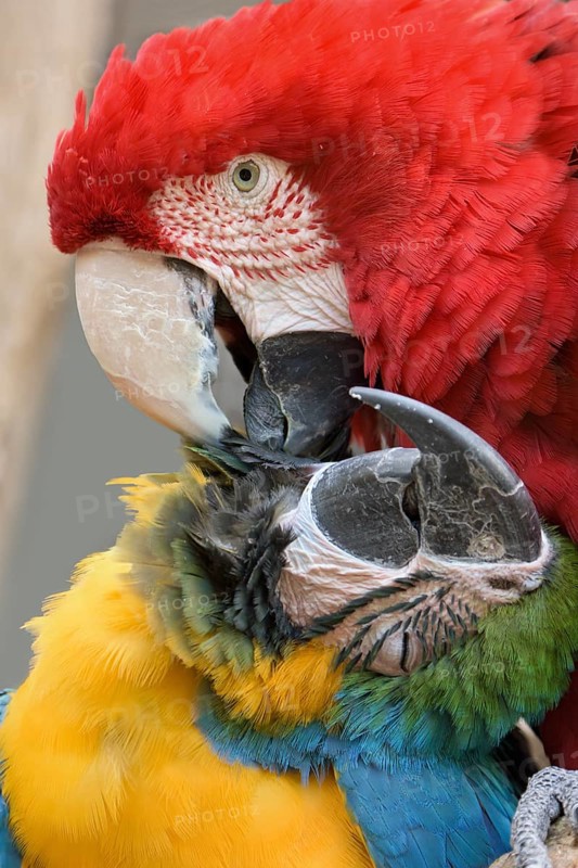 Red-and-green macaw