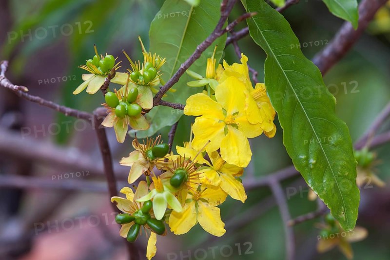 Plant
