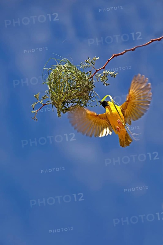 Southern Masked Weaver