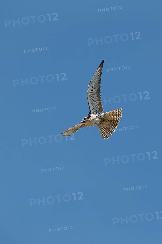 Saker falcon