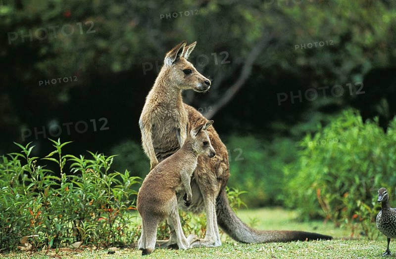 Eastern grey kangaroo