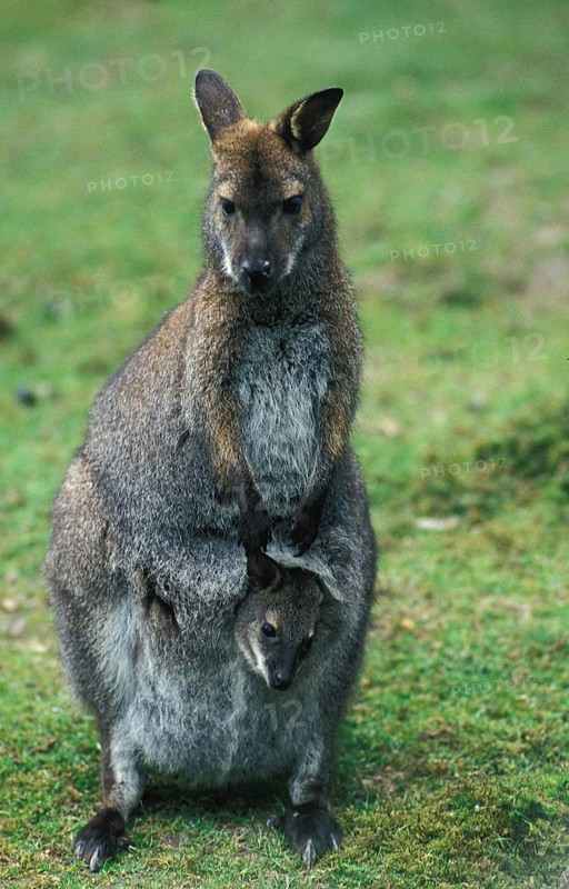Bennett's Red necked wallaby