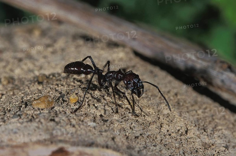 Globe ant