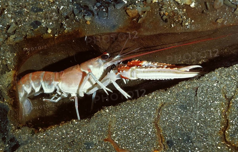 Norway Lobster