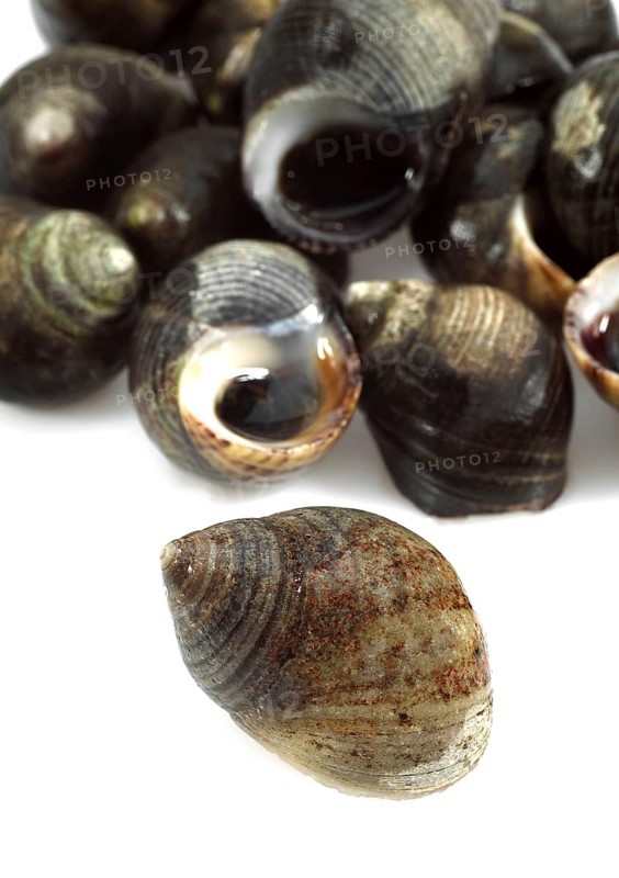 Common periwinkle