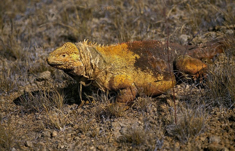 Galapagos Land Iguana