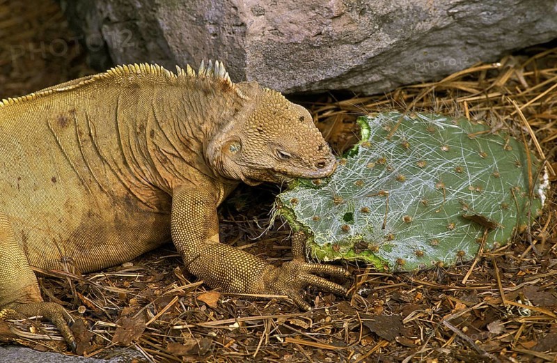 Galapagos Land Iguana