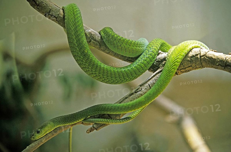 Green Mamba