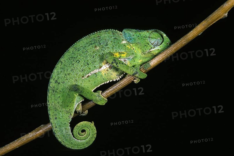 Flap necked chameleon