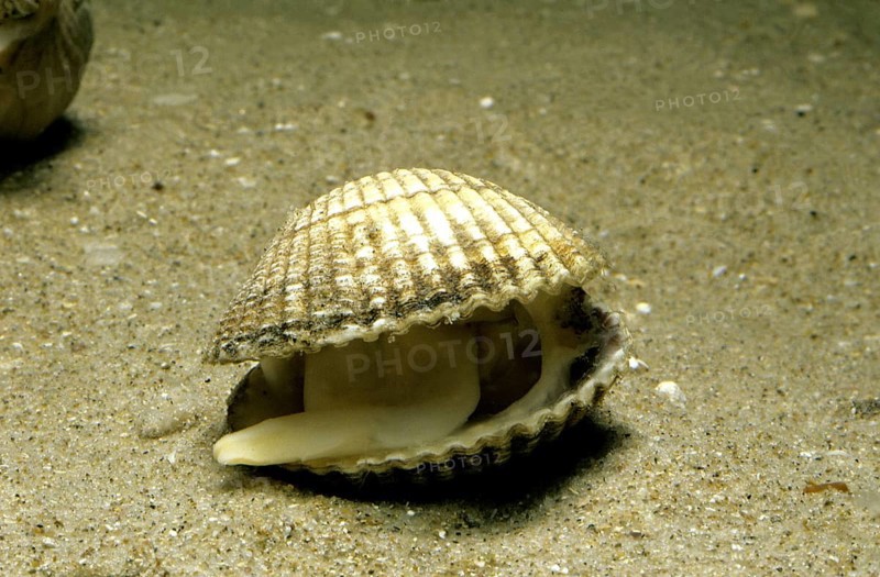 Common cockle